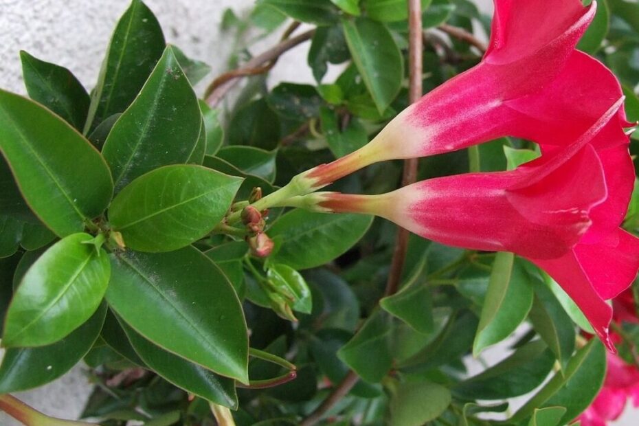 dipladenia hojas amarillas