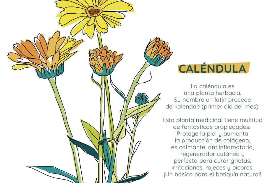 Todo Lo Que Debes Saber Sobre La Cal ndula Officinalis Propiedades 