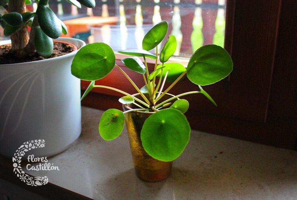cual es la planta china del dinero