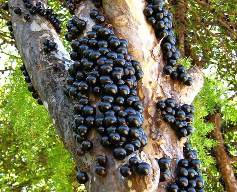 Jaboticaba en España